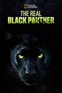 دانلود مستند The Real Black Panther 2020229564-2099588815