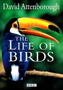 دانلود مستند The Life of Birds382058-1217050711